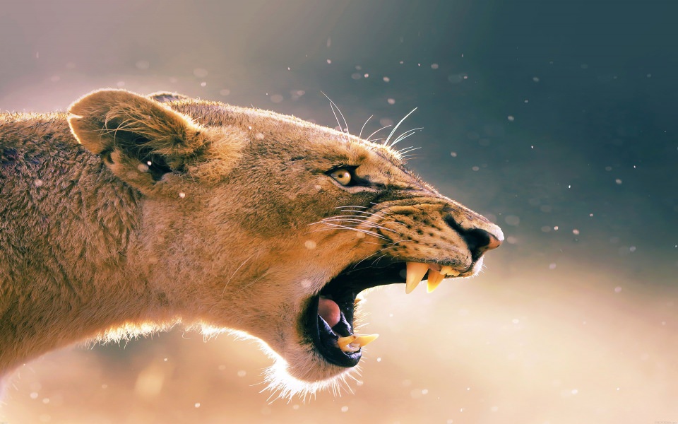 Download Angry Lion Roar wallpaper