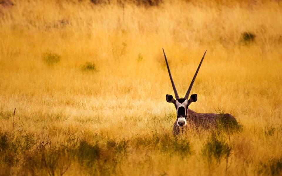 Download Antelope In The Savanna wallpaper
