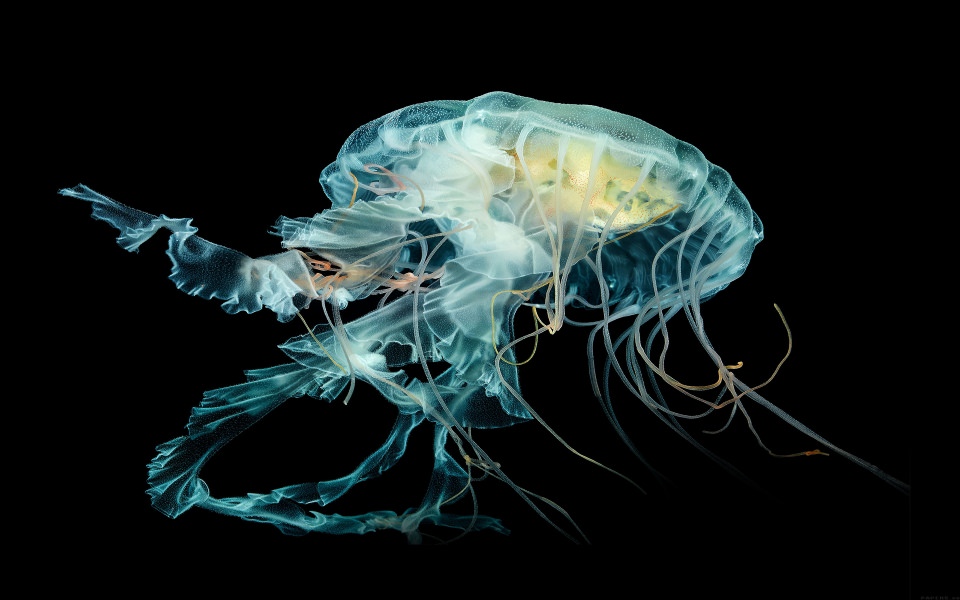 Download Apple Watch Jelly Fish wallpaper