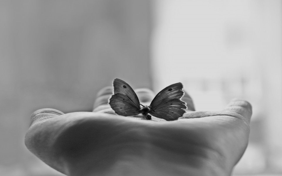 Download Artistic Butterfly In Palm Of A Hand wallpaper
