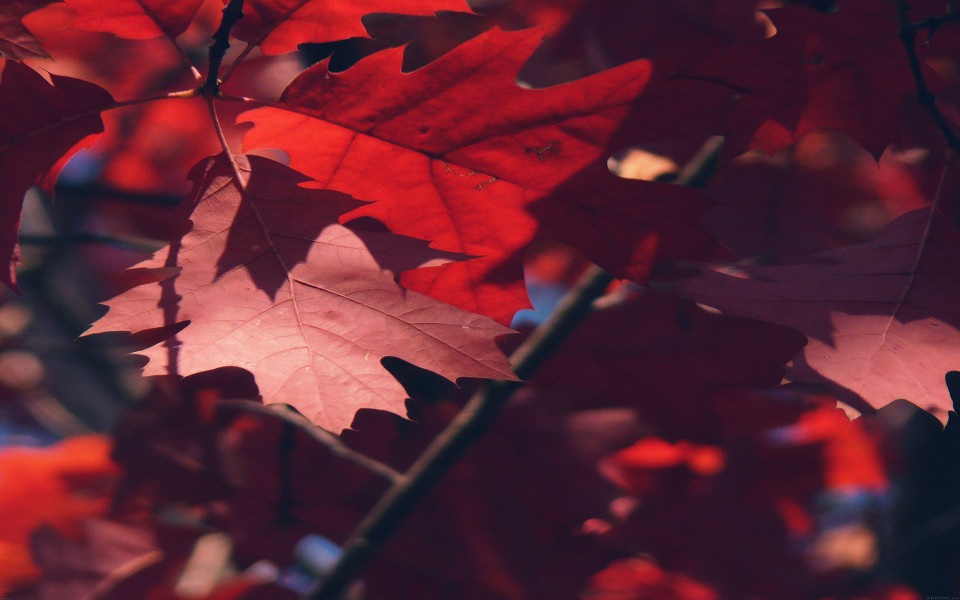 Download Autumn Red Leaves wallpaper