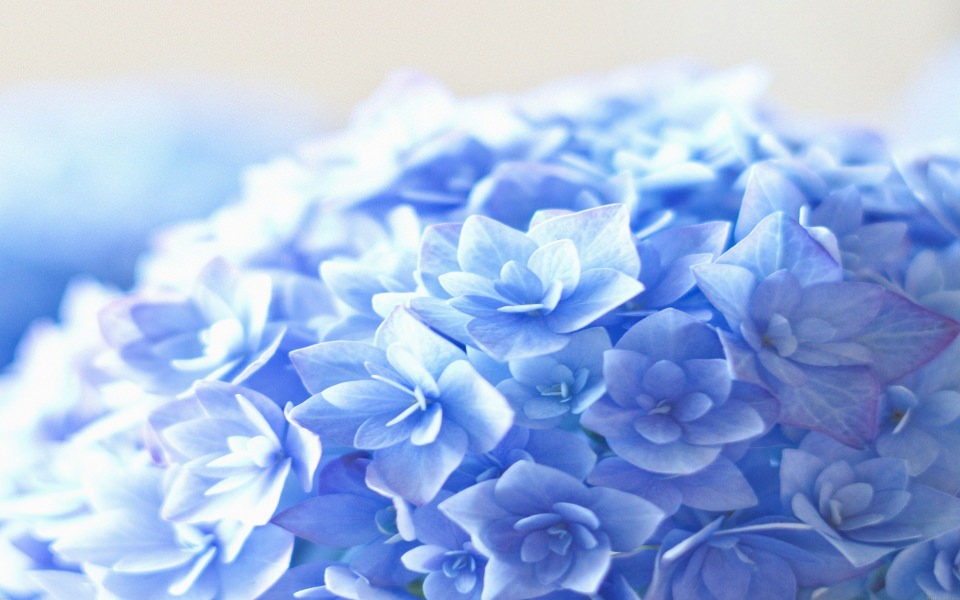Download Beautiful Blue Hortensia Flowers wallpaper