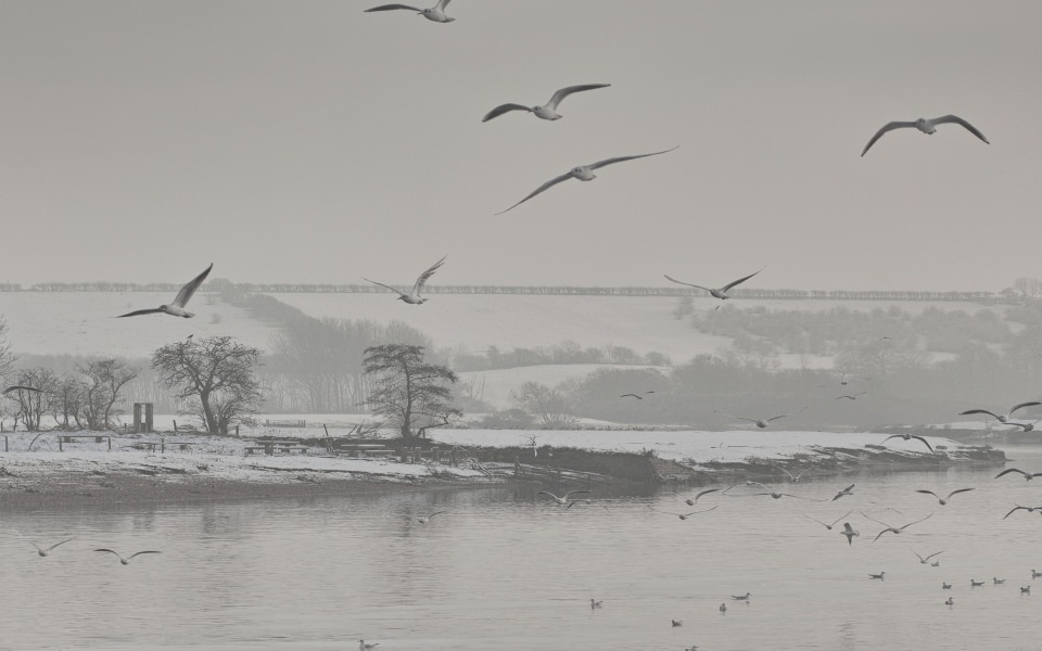 Download Birds Flying Over Snowy Lake wallpaper