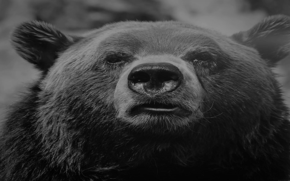Download Black And White Bear Face wallpaper