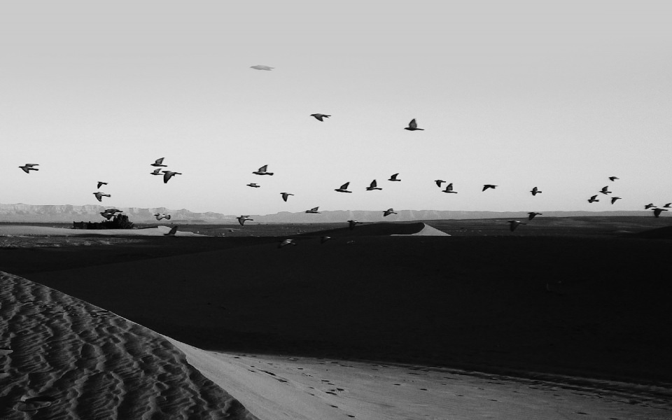 Download Black and White Bird Flock Over Desert Wallpaper - GetWalls.io
