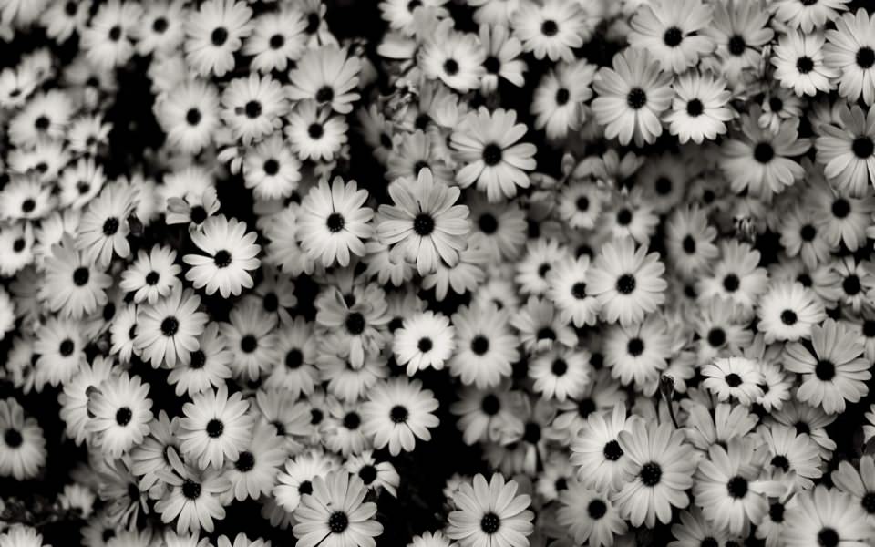 Download Black And White Daisies wallpaper