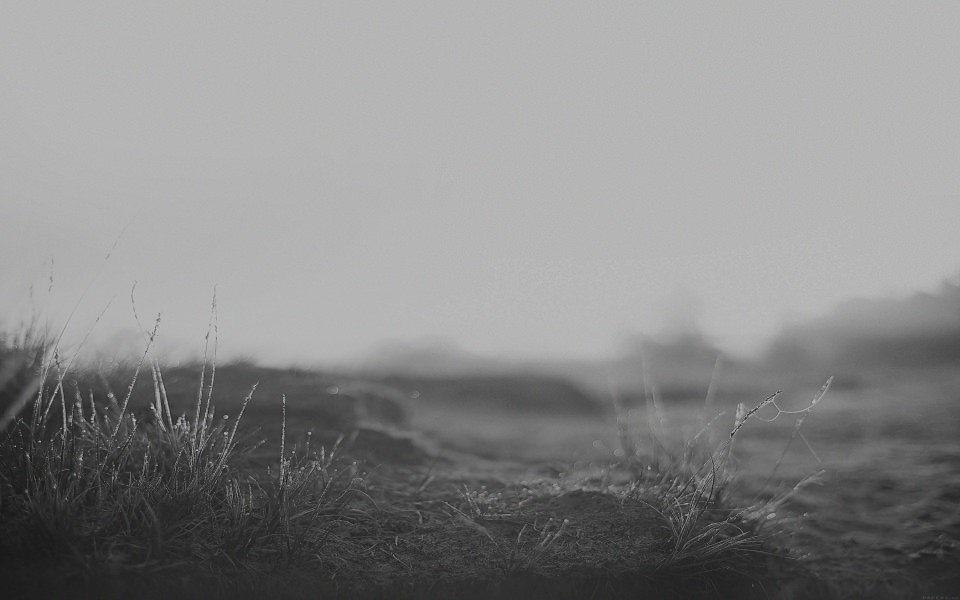 Download Black and White Depth Of Field Grass wallpaper