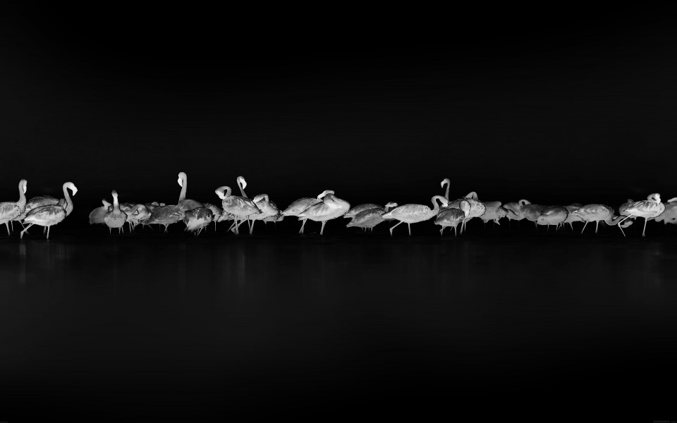 Download Black and White Flamingos Line wallpaper