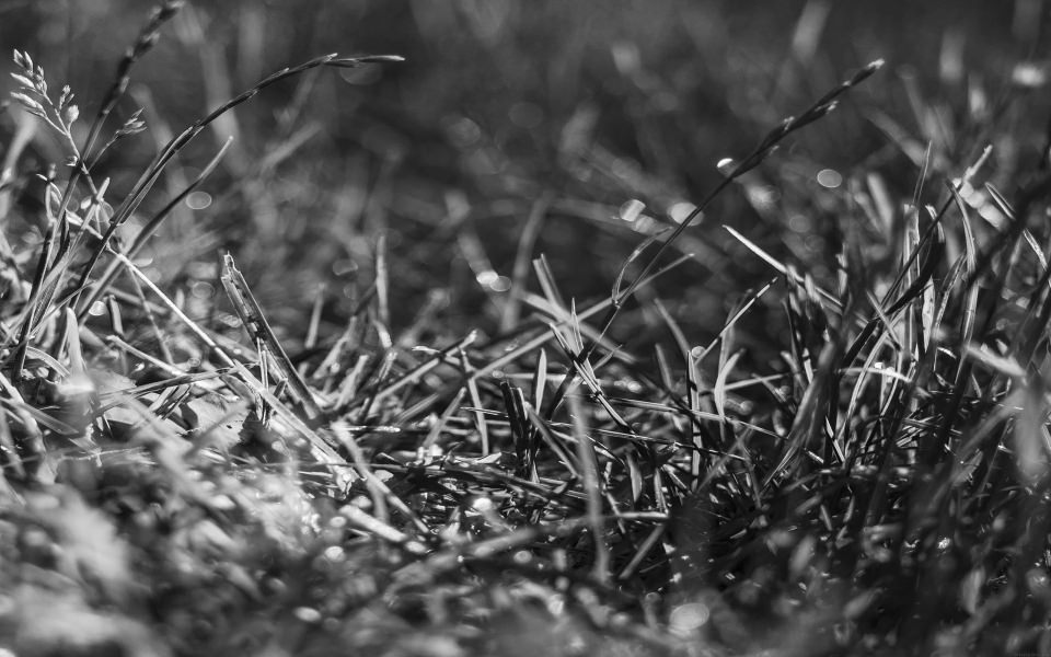 Download Black And White Grass Blades wallpaper
