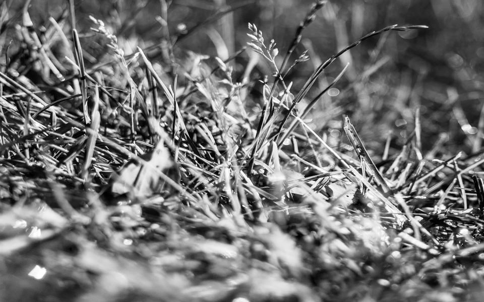 Download Black And White Grass Detail wallpaper