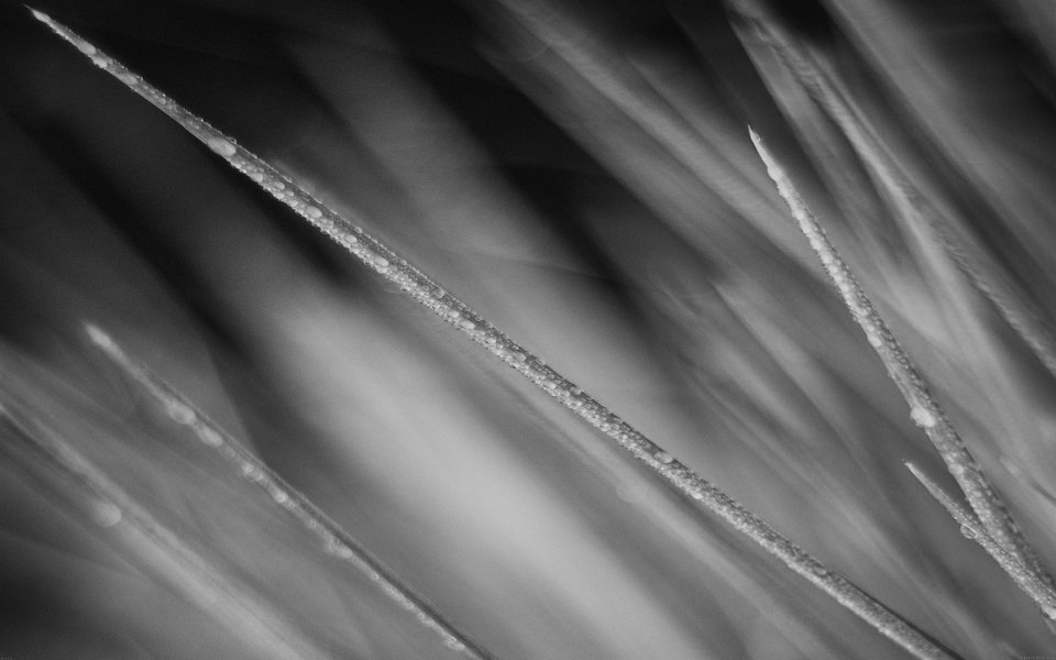 Download Black and White Grass with Dew wallpaper