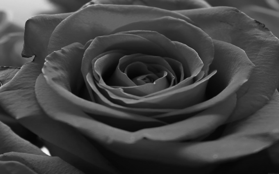 Download Black and White Rose wallpaper