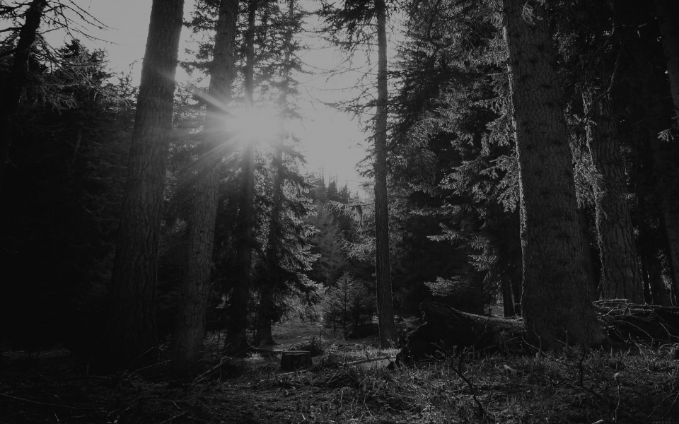 Download Black and White Sun Beaming Through Trees wallpaper