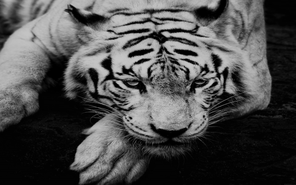 Download Black And White Tiger wallpaper