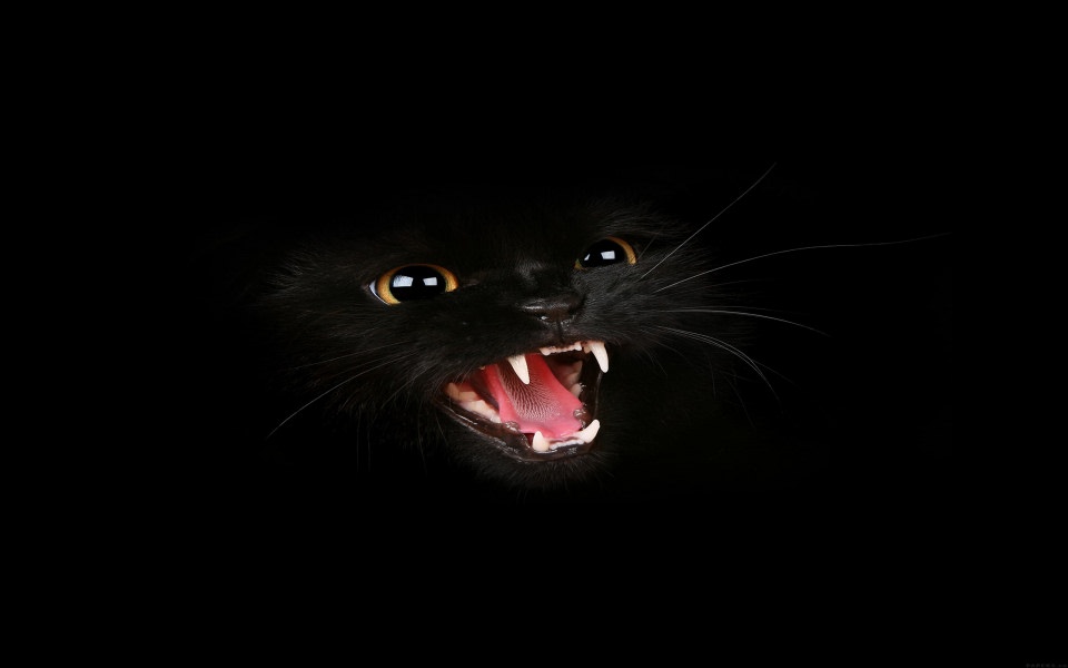 Download Black Cat Meow wallpaper