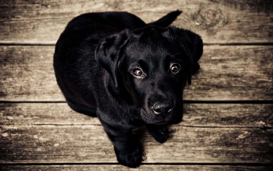 Download Black Labrador Puppy wallpaper