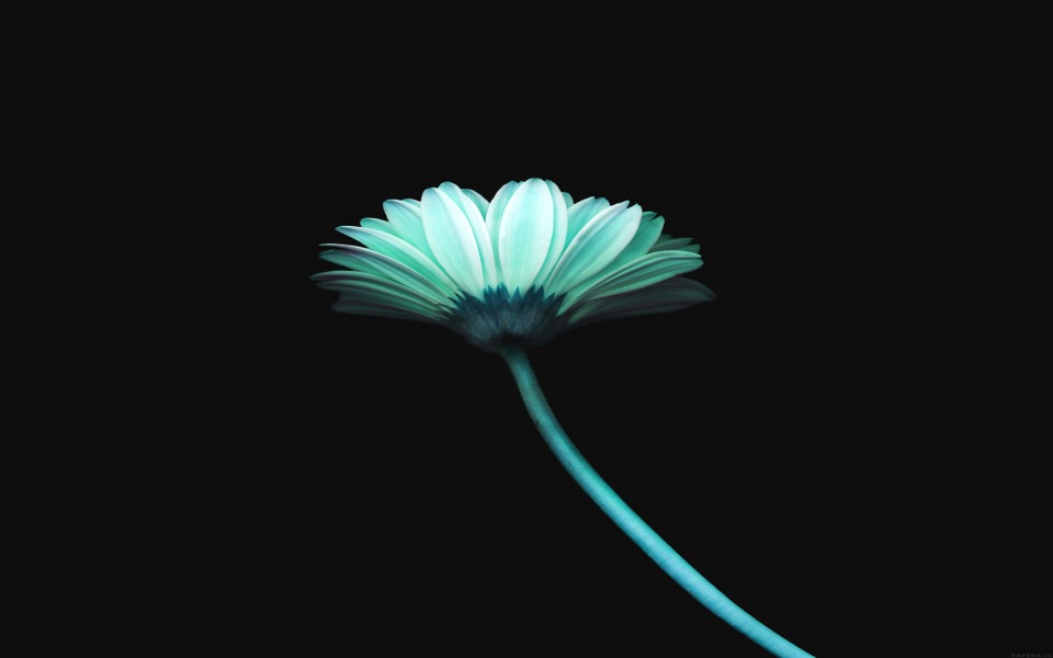 Download Blue Daisy Flower wallpaper