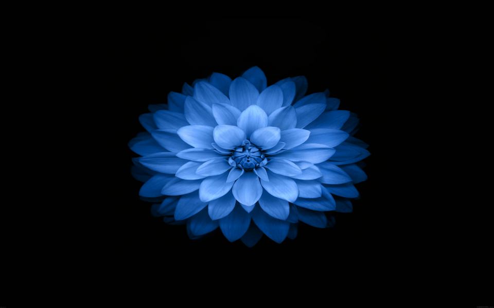 Download Blue Flower Wallpaper - GetWalls.io