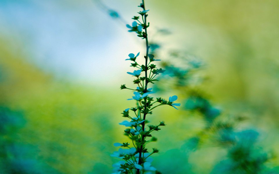 Download Blue Flowered Plant wallpaper