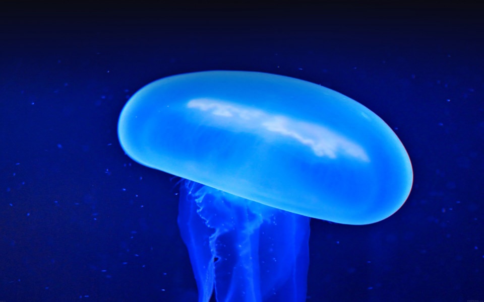 Download Blue Jellyfish wallpaper