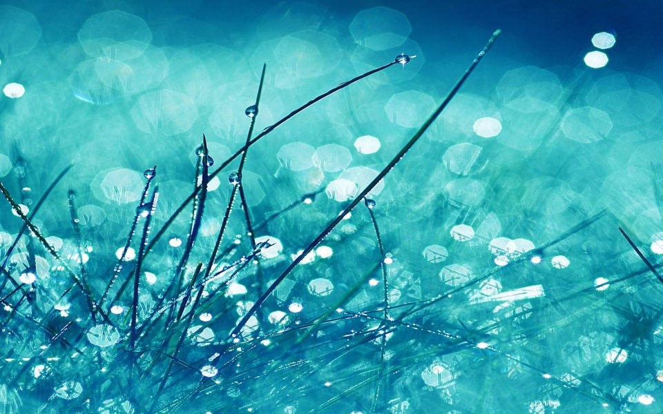 Download Blue Rain On Grass Blades wallpaper