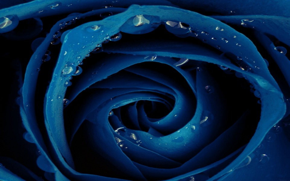 Download Blue Rose Water Droplets wallpaper