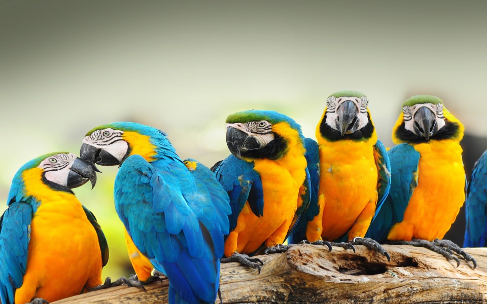 Download Bright Colourful Tropical Flock Of Parrots wallpaper
