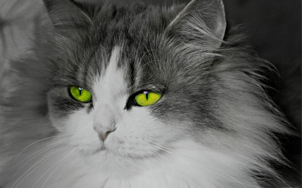 Download Bright Green Eyed Cat wallpaper