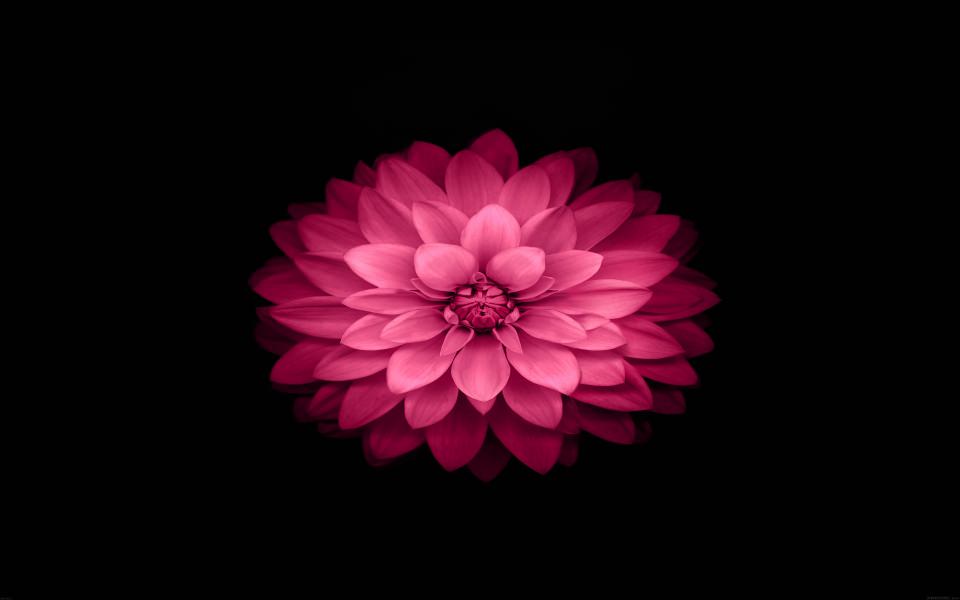 Download Bright Pink Flower Petals wallpaper