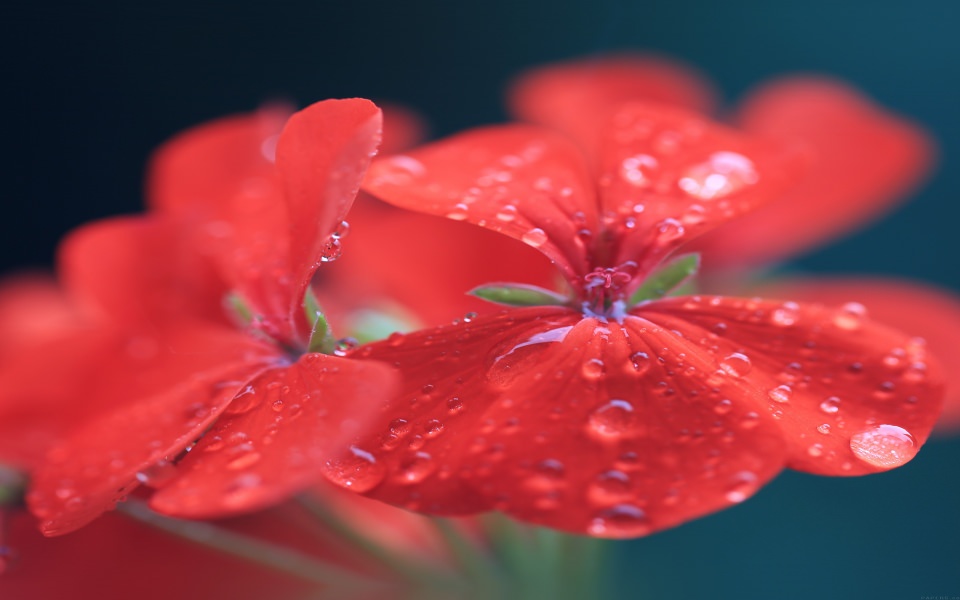 Download Bright Red Dewy Flower wallpaper