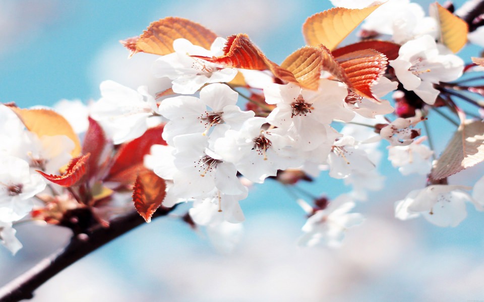 Download Bright White Florals wallpaper