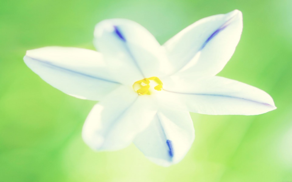 Download Bright White Flower wallpaper