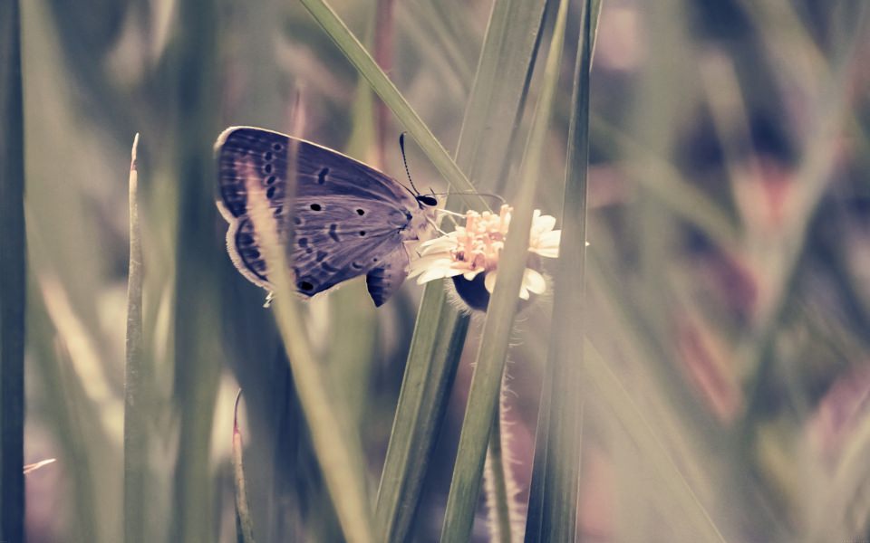 Download Butterfly On Flower wallpaper