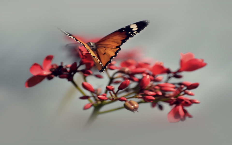 Download Butterfly On Red Flower wallpaper