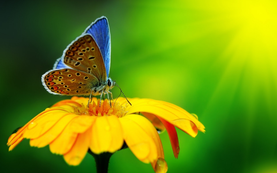 Download Butterfly On Yellow Flower wallpaper