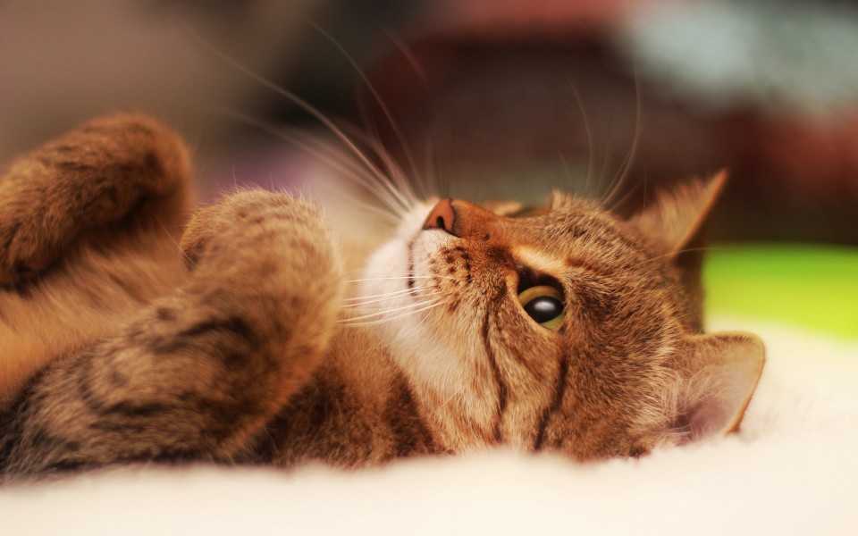Download Cat Laying Down wallpaper