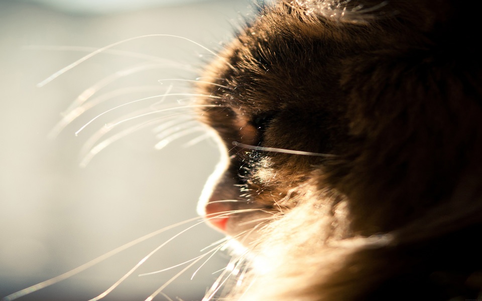 Download Cat Looking Out Window Close-Up wallpaper