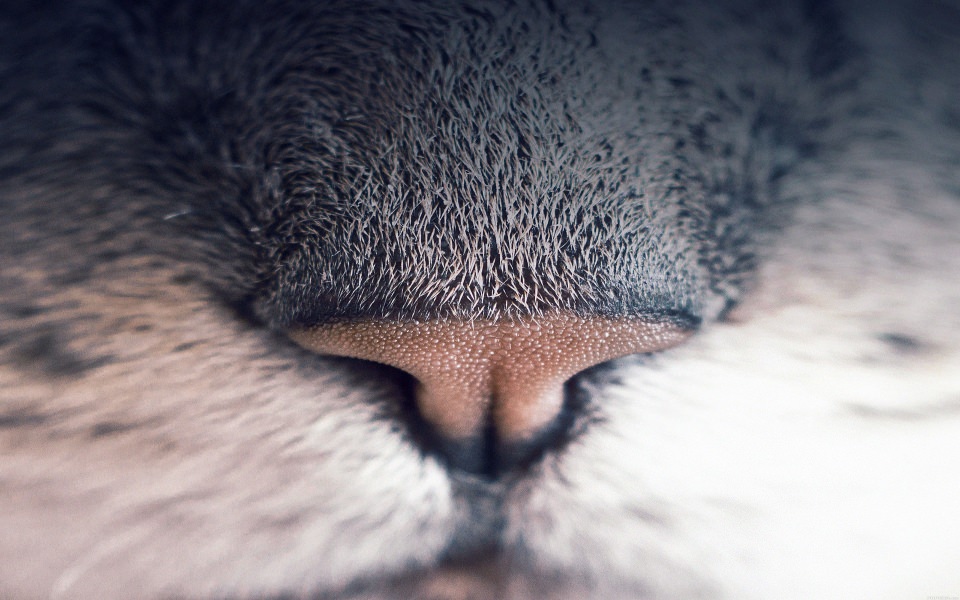 Download Cat's Nose wallpaper