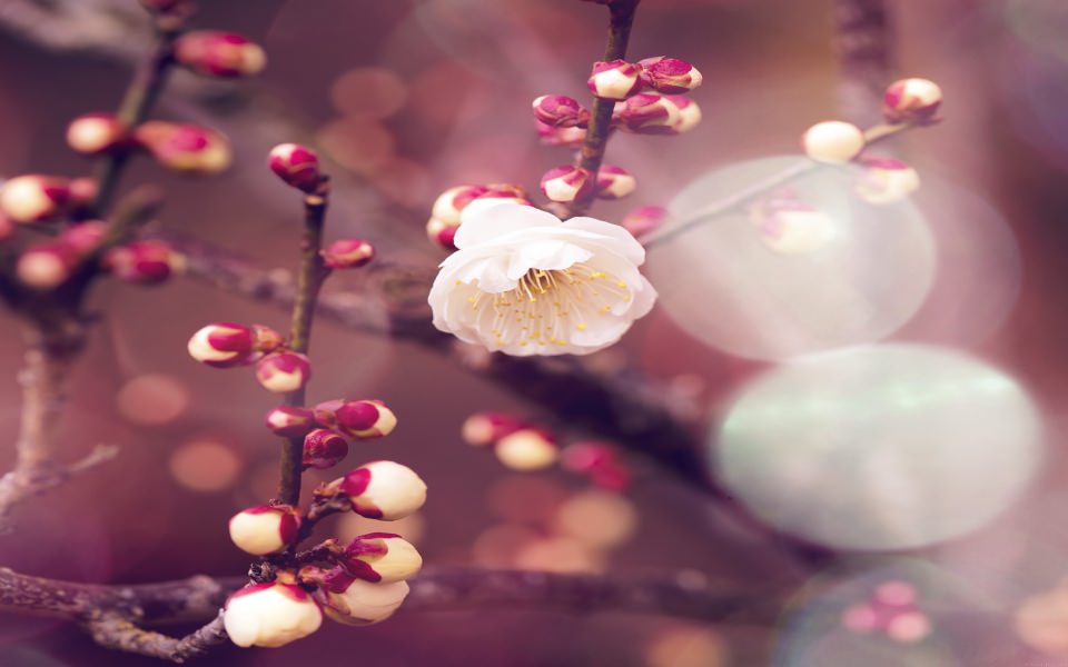 Download Cherry Blossom Flower wallpaper