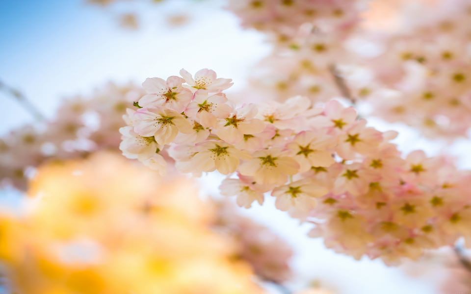 Download Cherry Blossom Flower Plant wallpaper