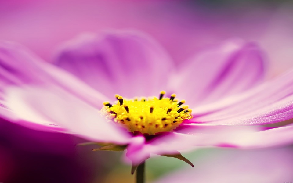 Download Close Purple Flower wallpaper