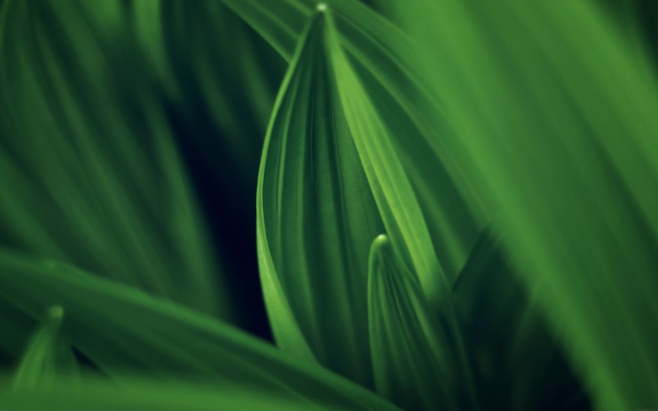 Download Close-Up Bokeh Green Leaves wallpaper