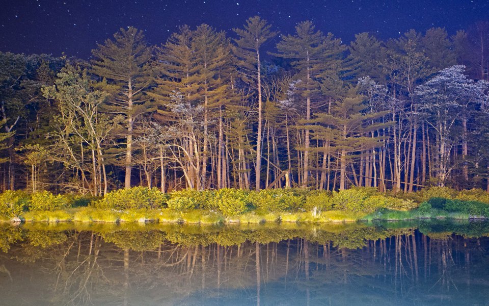 Download Colorful Night Wood With Lake wallpaper