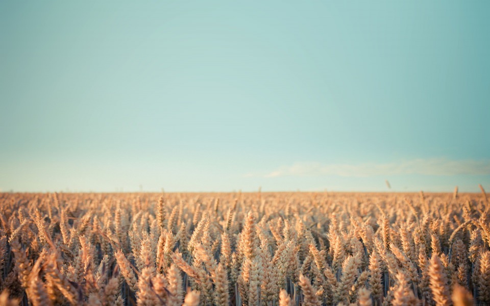 Download Corn Fields wallpaper