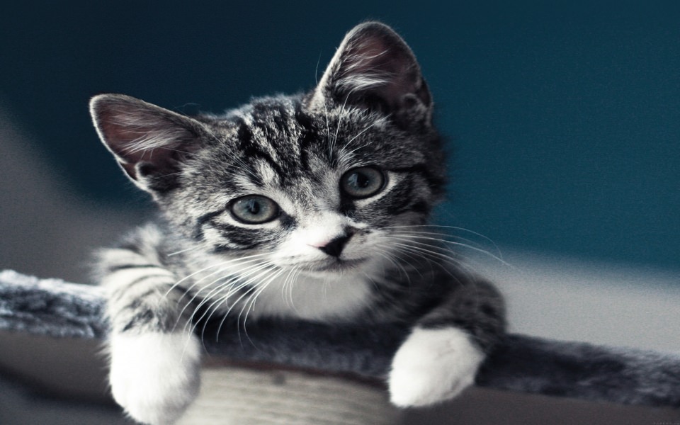 Download Cute Black and White Kitten wallpaper
