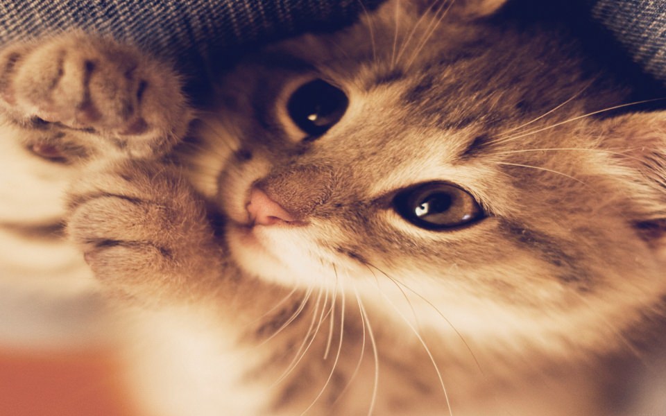 Download Cute Kitten Close-up Wallpaper - GetWalls.io
