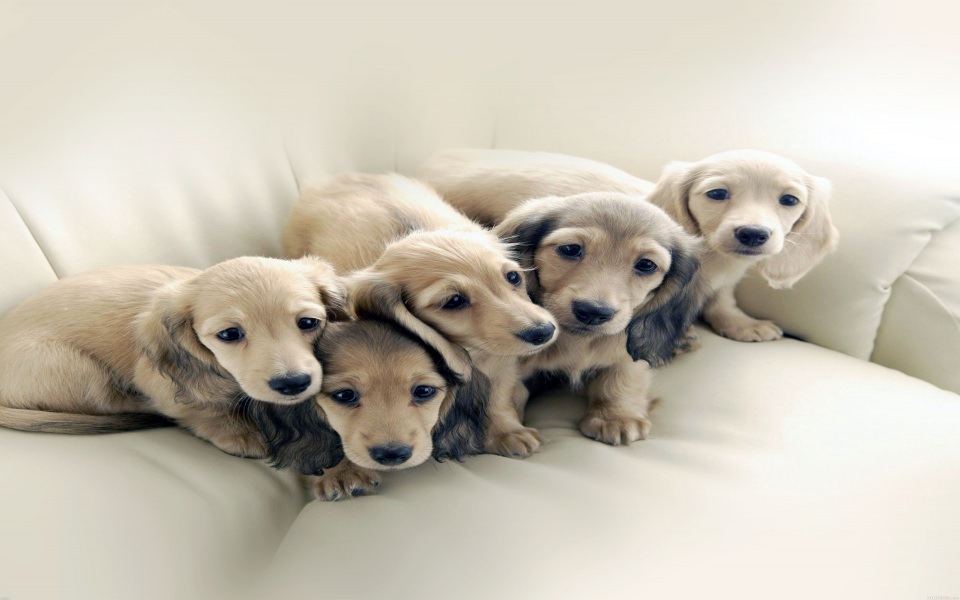 Download Cute Puppy Dog Retrievers wallpaper