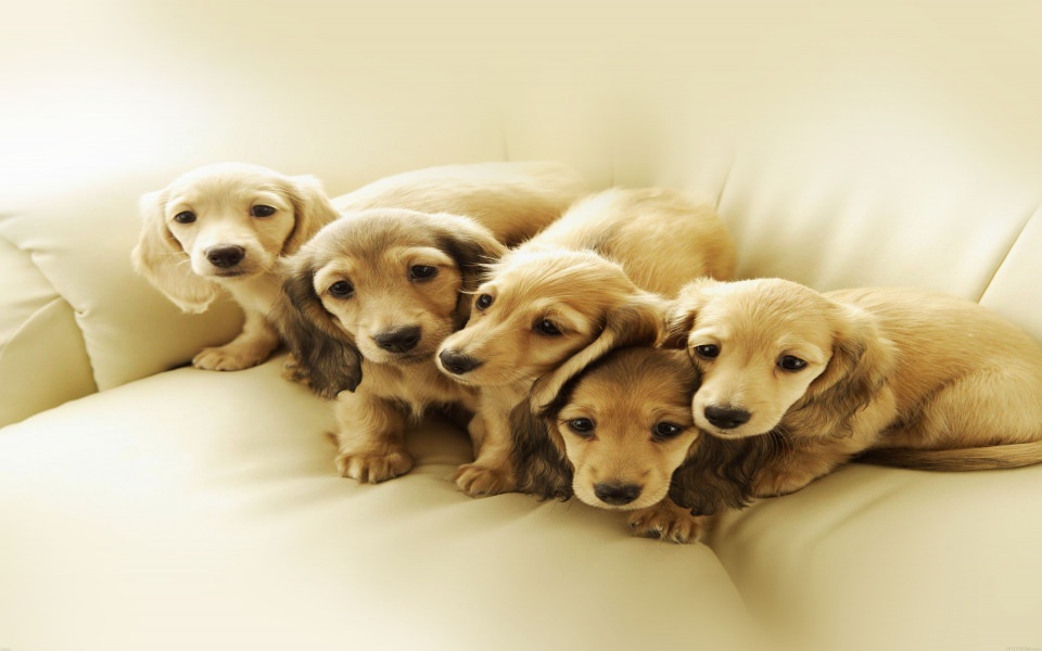 Download Cute Puppy Retrievers wallpaper