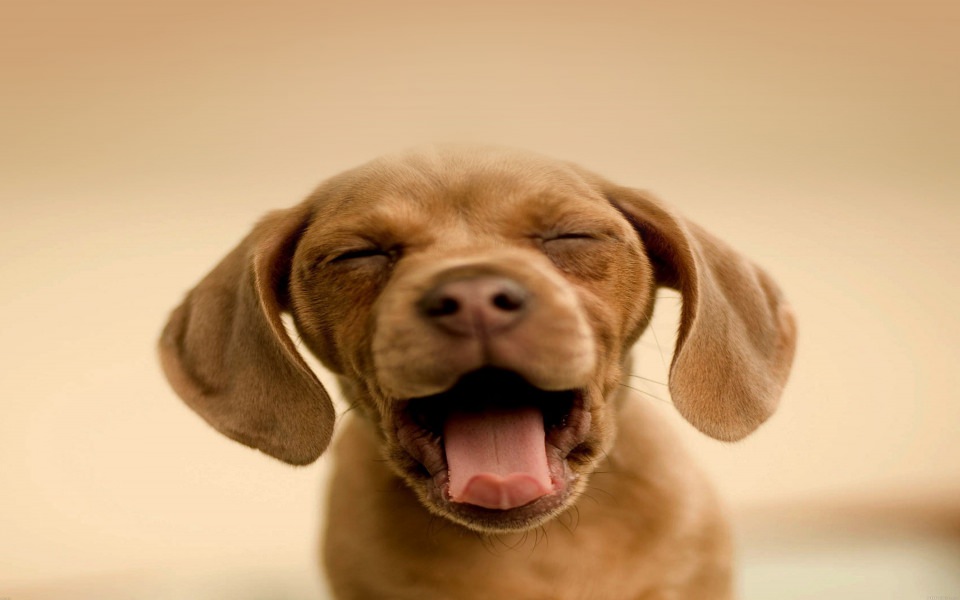 Download Cute Sleepy Chocolate Labrador wallpaper