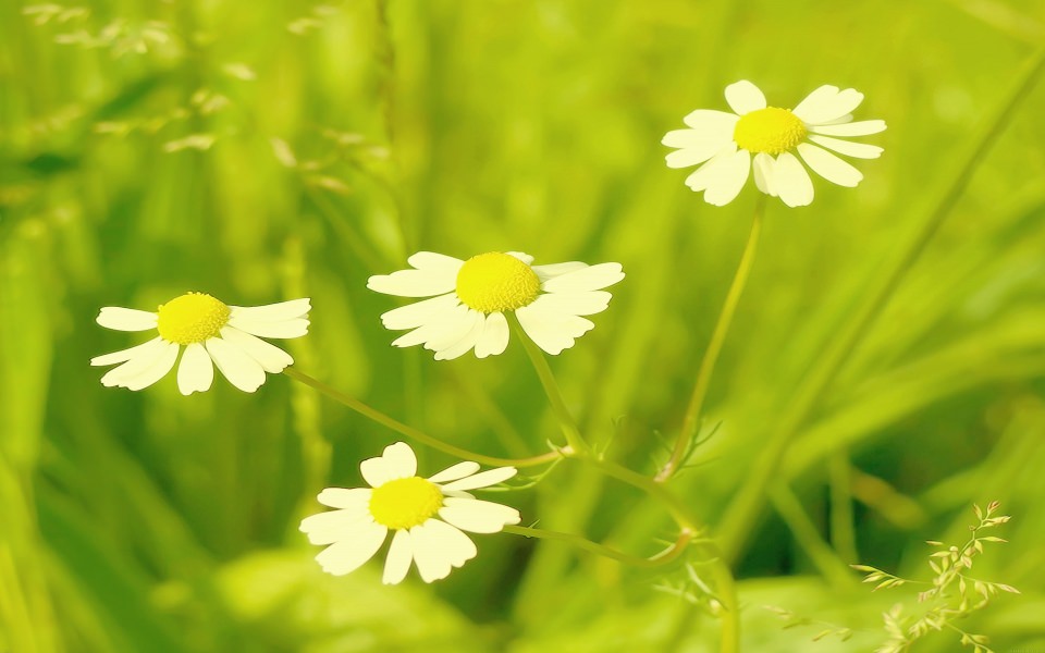 Download Daisies In Grass wallpaper